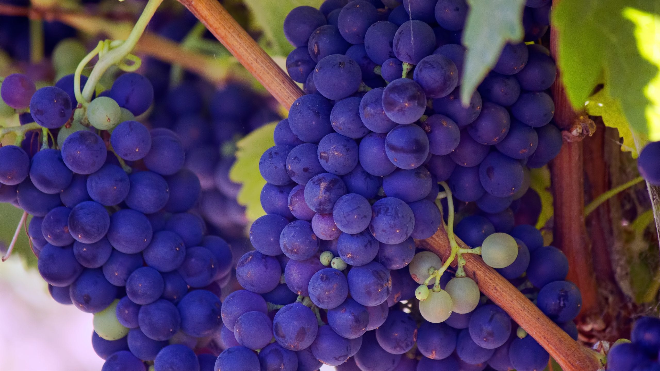 Purple grapes hanging off the vine