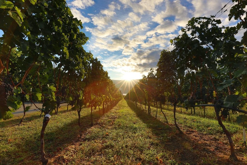 Looking towards the lake through grape vine trees during an okanagan vineyard experience