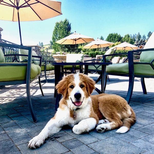 young puppy named rogue on the patio at Heaven's Gate Estate Winery